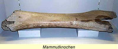 Mammutknochen